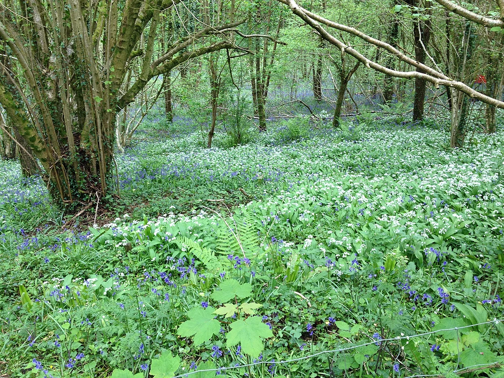 The bluebell woods